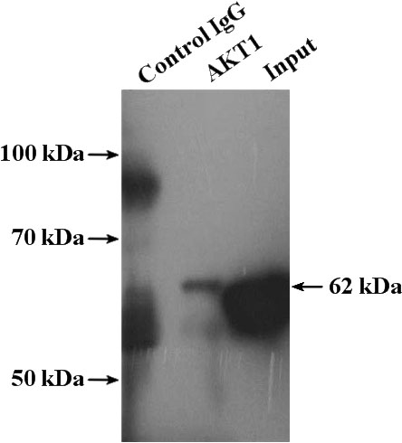 IP Result of anti-AKT (IP:Catalog No:107568, 5ug; Detection:Catalog No:107568 1:1000) with mouse brain tissue lysate 4000ug.