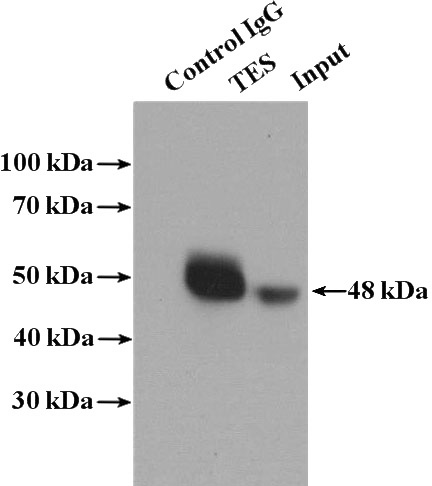 IP Result of anti-TES (IP:Catalog No:115949, 4ug; Detection:Catalog No:115949 1:1500) with K-562 cells lysate 4000ug.