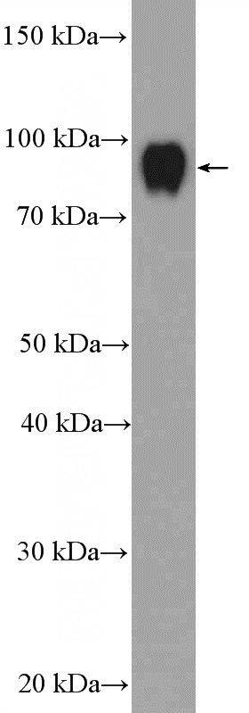 mouse spleen tissue were subjected to SDS PAGE followed by western blot with Catalog No:111751(NF90,ILF3 Antibody) at dilution of 1:1000