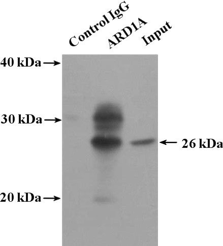 IP Result of anti-ARD1A (IP:Catalog No:108240, 4ug; Detection:Catalog No:108240 1:500) with MCF-7 cells lysate 3200ug.
