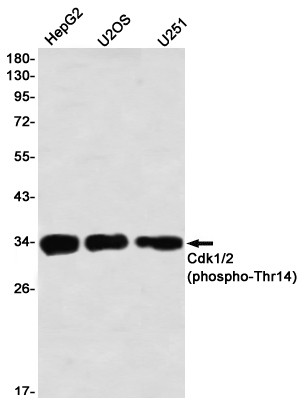 Western blot detection of Cdk1/2 (phospho-Thr14) in HepG2,U2OS,U251 using Cdk1/2 (phospho-Thr14) Rabbit mAb(1:1000 diluted)