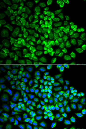 Immunofluorescence - GRIA3 Polyclonal Antibody 