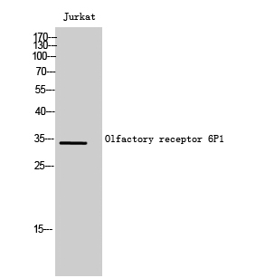 Fig1:; Western Blot analysis of Jurkat cells using Olfactory receptor 6P1 Polyclonal Antibody