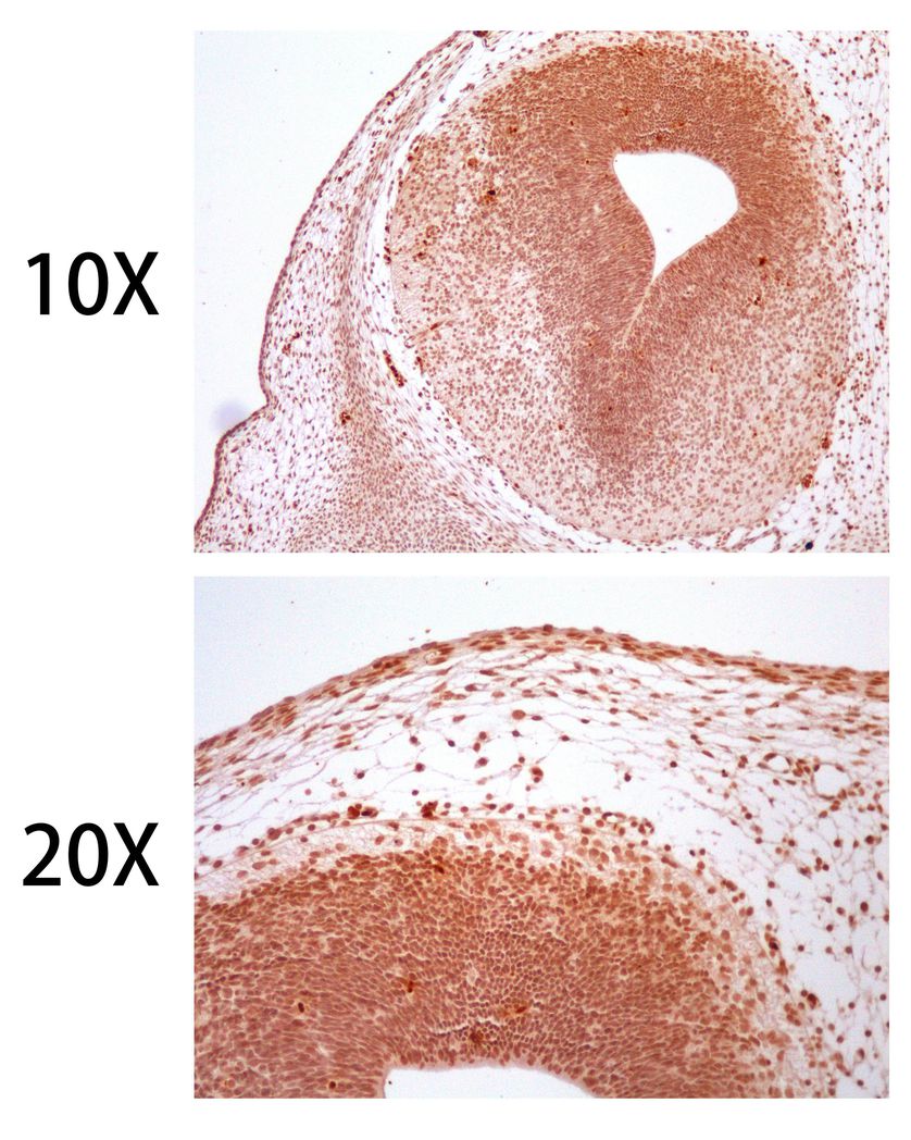 Fig2: Immunohistochemical analysis of paraffin-embedded mouse fetal brain (13.5 days) tissue using anti- SOX10 Mouse mAb.