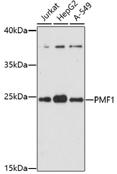 Western blot - PMF1 Polyclonal Antibody 