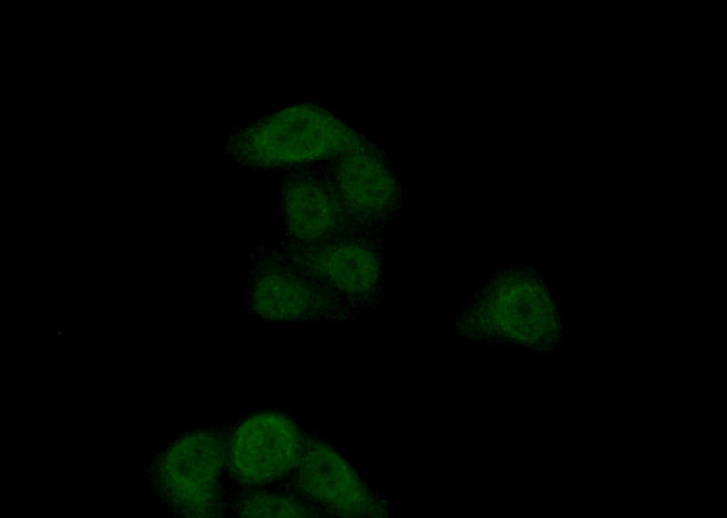 Immunofluorescent analysis of (10% Formaldehyde) fixed HepG2 cells using Catalog No:110996(GNB3 Antibody) at dilution of 1:50 and Alexa Fluor 488-congugated AffiniPure Goat Anti-Rabbit IgG(H+L)