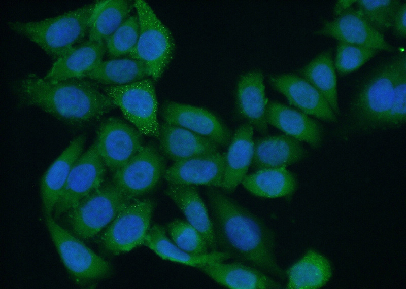 Immunofluorescent analysis of (10% Formaldehyde) fixed HeLa cells using Catalog No:113244(NMD3 Antibody) at dilution of 1:50 and Alexa Fluor 488-congugated AffiniPure Goat Anti-Rabbit IgG(H+L)
