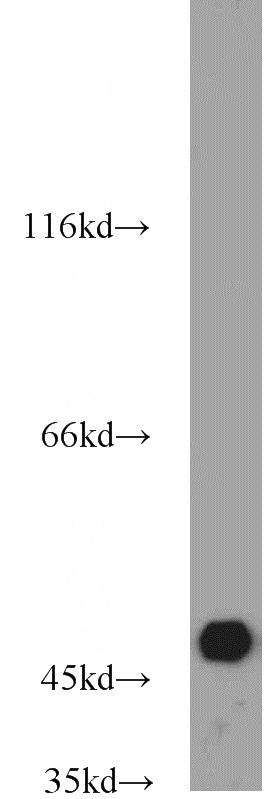 HepG2 cells were subjected to SDS PAGE followed by western blot with Catalog No:115121(SEPT7 antibody) at dilution of 1:2000
