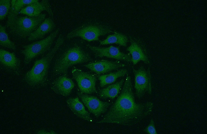Immunofluorescent analysis of SH-SY5Y cells using Catalog No:114835(RPS24 Antibody) at dilution of 1:50 and Alexa Fluor 488-congugated AffiniPure Goat Anti-Rabbit IgG(H+L)