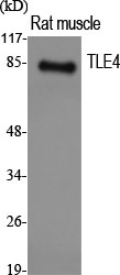 Fig1:; Western Blot analysis of various cells using TLE4 Polyclonal Antibody. Secondary antibody（catalog#: HA1001) was diluted at 1:20000 cells nucleus extracted by Minute TM Cytoplasmic and Nuclear Fractionation kit (SC-003,Inventbiotech,MN,USA).