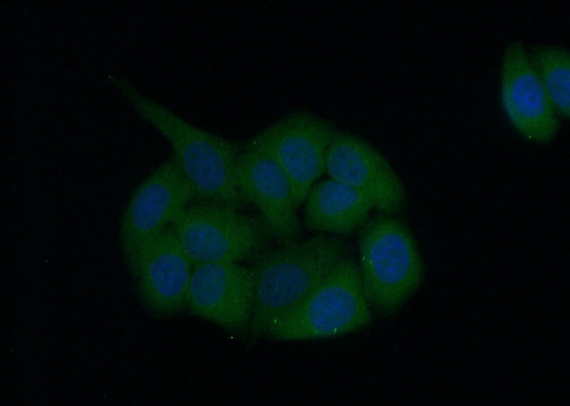 Immunofluorescent analysis of (10% Formaldehyde) fixed HepG2 cells using Catalog No:109195(CES7-Specific Antibody) at dilution of 1:50 and Alexa Fluor 488-congugated AffiniPure Goat Anti-Rabbit IgG(H+L)
