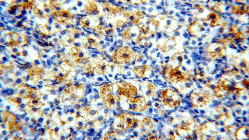 Immunohistochemical of paraffin-embedded human ovary using Catalog No:114032(PNCK antibody) at dilution of 1:50 (under 40x lens)