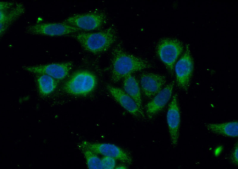 Immunofluorescent analysis of (-20oc Ethanol) fixed HeLa cells using Catalog No:111190(GSTO2 Antibody) at dilution of 1:50 and Alexa Fluor 488-congugated AffiniPure Goat Anti-Rabbit IgG(H+L)