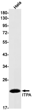 Western blot detection of ITPA in Hela cell lysates using ITPA Rabbit mAb(1:1000 diluted).Predicted band size:22kDa.Observed band size:22kDa.