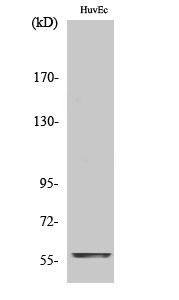 Western Blot analysis of HuvEc cells using c-Myc Polyclonal Antibody