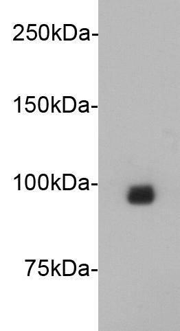 Fig1: Western blot analysis on mouse heartl lysates using anti- Junctophilin-2 Mouse mAb (Cat. # 176637#).