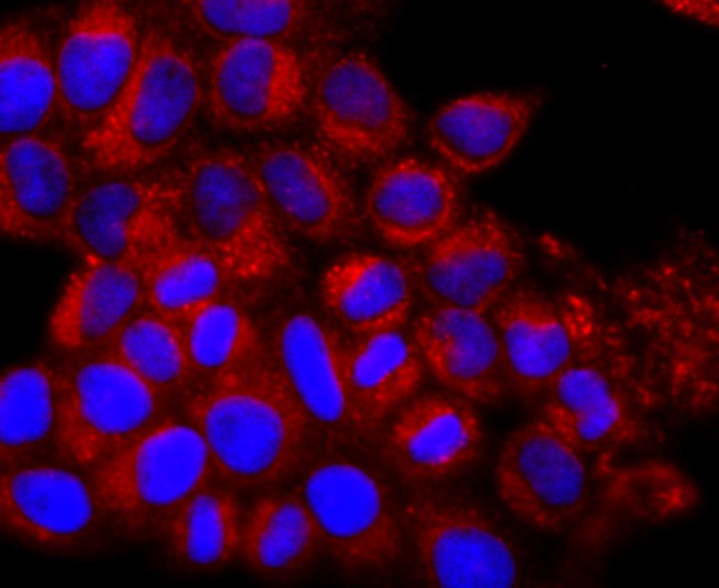 Fig2: ICC staining IL7 in Hela cells (red). The nuclear counter stain is DAPI (blue). Cells were fixed in paraformaldehyde, permeabilised with 0.25% Triton X100/PBS.