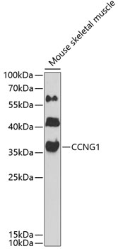 Western blot - CCNG1 Polyclonal Antibody 