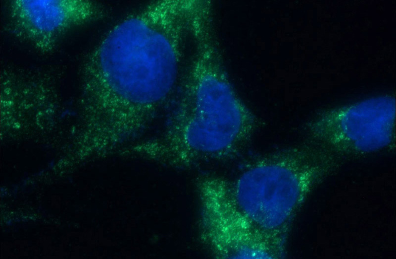 Immunofluorescent analysis of (10% Formaldehyde) fixed COS-7 cells using Catalog No:113107(NEK9 Antibody) at dilution of 1:50 and Alexa Fluor 488-congugated AffiniPure Goat Anti-Rabbit IgG(H+L)
