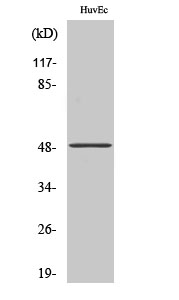 Fig1:; Western Blot analysis of various cells using TMPRSS3 Polyclonal Antibody. Secondary antibody（catalog#: HA1001) was diluted at 1:20000