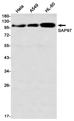 Western blot detection of SAP97 in Hela,A549,HL-60 using SAP97 Rabbit mAb(1:1000 diluted)