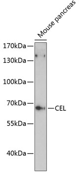 Western blot - CEL Polyclonal Antibody 