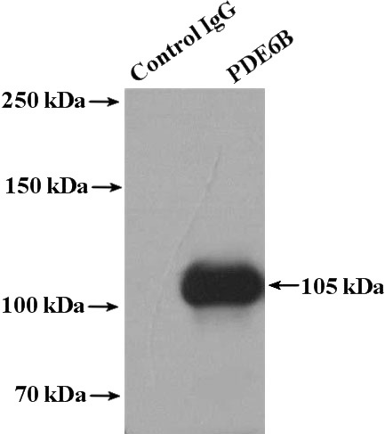 IP Result of anti-PDE6B (IP:Catalog No:113666, 4ug; Detection:Catalog No:113666 1:1000) with Y79 cells lysate 2000ug.