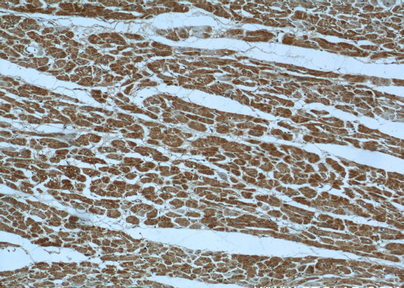 Immunohistochemical of paraffin-embedded human heart using Catalog No:117085(B3GALNT1 antibody) at dilution of 1:50 (under 10x lens)