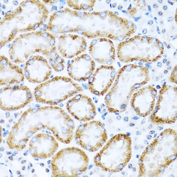 Immunohistochemistry - INHBC Polyclonal Antibody 