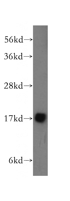 mouse skeletal muscle tissue were subjected to SDS PAGE followed by western blot with Catalog No:112793(MTP18 antibody) at dilution of 1:300