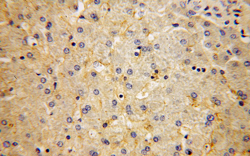 Immunohistochemical of paraffin-embedded human liver using Catalog No:110341(RAPGEF4 antibody) at dilution of 1:100 (under 40x lens)