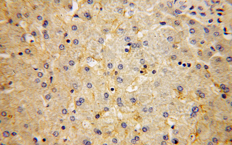 Immunohistochemical of paraffin-embedded human liver using Catalog No:110341(RAPGEF4 antibody) at dilution of 1:100 (under 40x lens)