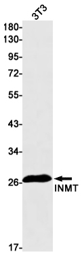 Western blot detection of INMT in 3T3 cell lysates using INMT Rabbit mAb(1:1000 diluted).Predicted band size:29kDa.Observed band size:29kDa.