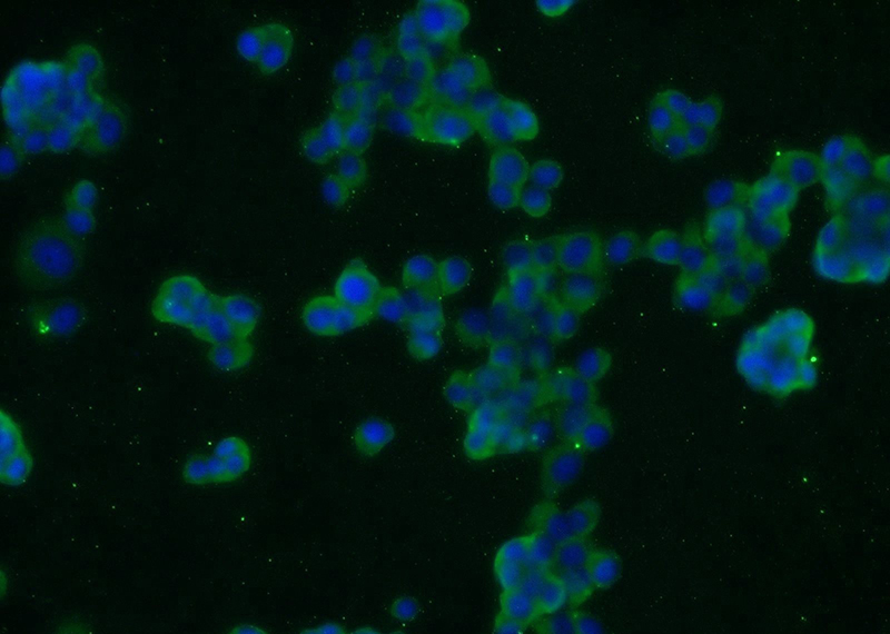 Immunofluorescent analysis of PC-12 cells using Catalog No:111884(JIP1 Antibody) at dilution of 1:25 and Alexa Fluor 488-congugated AffiniPure Goat Anti-Rabbit IgG(H+L)