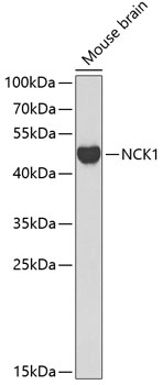 Western blot - NCK1 Polyclonal Antibody 