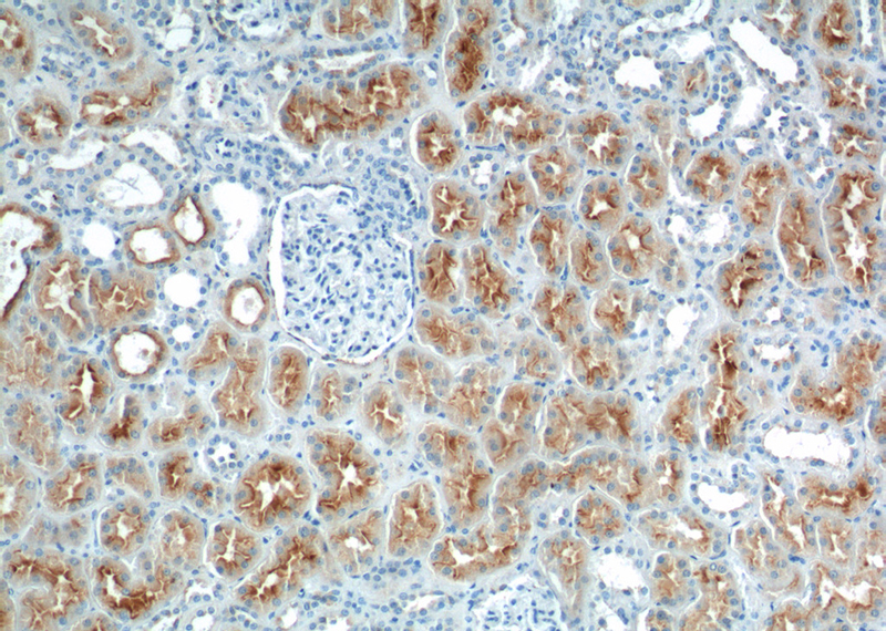 Immunohistochemistry of paraffin-embedded human kidney tissue slide using Catalog No:112322(LRP2-Specific Antibody) at dilution of 1:200 (under 10x lens).