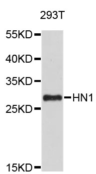 Western blot - HN1 Polyclonal Antibody 
