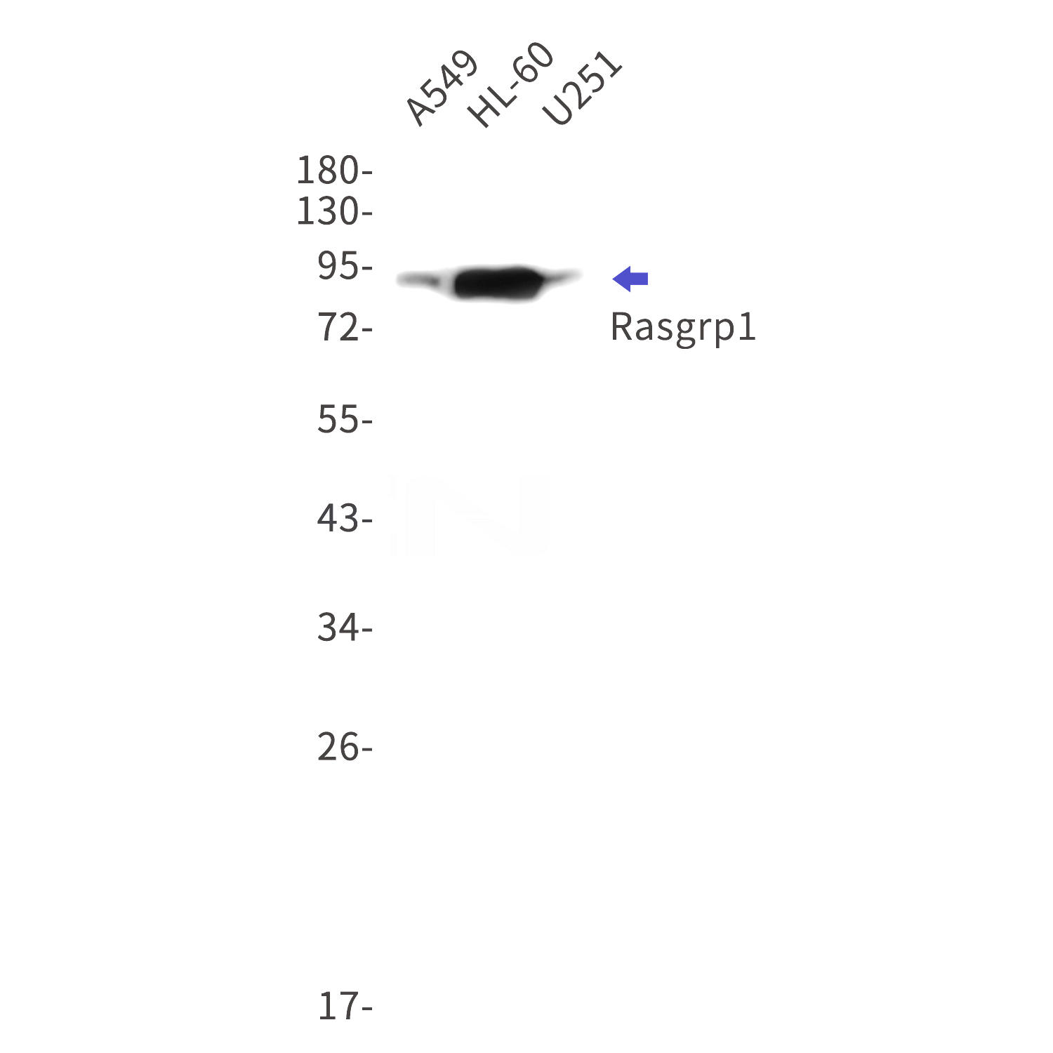 Western blot detection of Rasgrp1 in A549,HL-60,U251 cell lysates using Rasgrp1 Rabbit mAb(1:1000 diluted).Predicted band size:90kDa.Observed band size:90kDa.