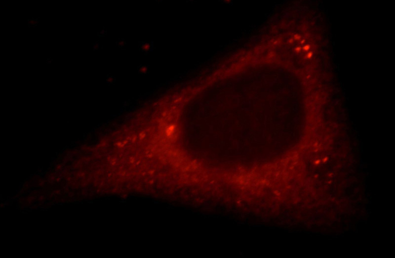 Immunofluorescent analysis of HepG2 cells, using NUDCD2 antibody Catalog No:113412 at 1:25 dilution and Rhodamine-labeled goat anti-rabbit IgG (red).