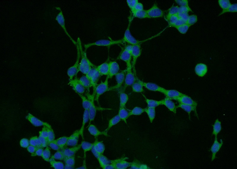Immunofluorescent analysis of HEK-293 cells using Catalog No:109445(COMMD8 Antibody) at dilution of 1:50 and Alexa Fluor 488-congugated AffiniPure Goat Anti-Rabbit IgG(H+L)