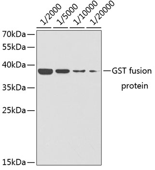 Western blot - Rabbit anti GST-Tag pAb 