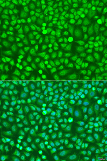 Immunofluorescence - HOXB5 Polyclonal Antibody 