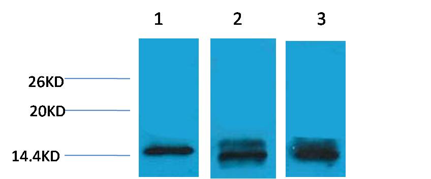 Western blot analysis of 1) Hela, 2)Raw264.7,  3) Rat Testis Tissue with Histone H3 (Mono Methyl Lys9) Rabbit pAb  diluted at 1:1,000.