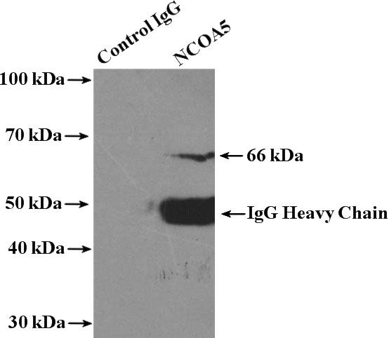 IP Result of anti-NCOA5 (IP:Catalog No:113043, 4ug; Detection:Catalog No:113043 1:800) with HEK-293 cells lysate 3000ug.