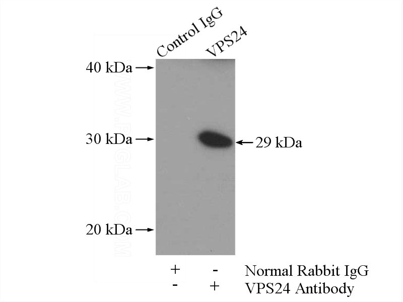 IP Result of anti-VPS24 (IP:Catalog No:116775, 4ug; Detection:Catalog No:116775 1:500) with HEK-293 cells lysate 1480ug.