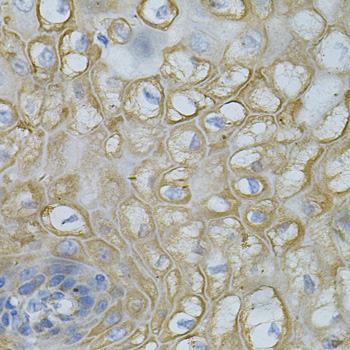 Immunohistochemistry - DEFB132 Polyclonal Antibody 
