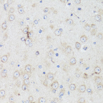 Immunohistochemistry - CHRM1 Polyclonal Antibody 