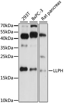 Western blot - LLPH Polyclonal Antibody 