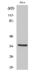 Fig1:; Western Blot analysis of various cells using Olfactory receptor 5F1 Polyclonal Antibody
