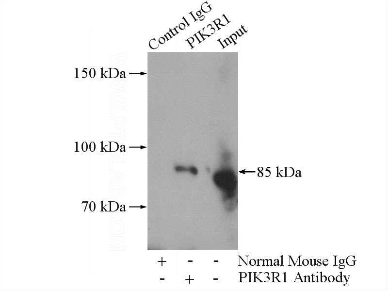 IP Result of anti-P85a; PIK3R1 (IP:Catalog No:107472, 5ug; Detection:Catalog No:107472 1:500) with RAW 264.7 cells lysate 1480ug.
